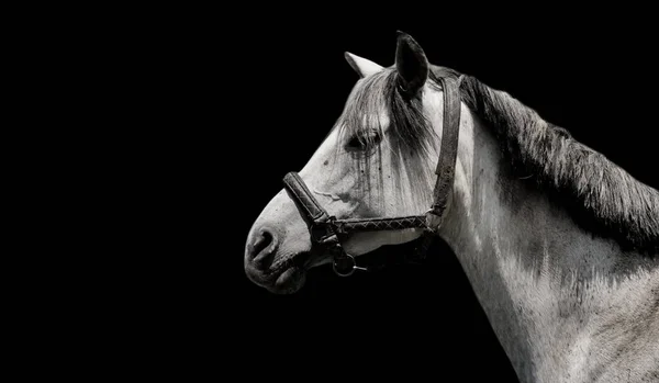 Krásné Závodní Kůň Closeup Tvář Černém Pozadí — Stock fotografie