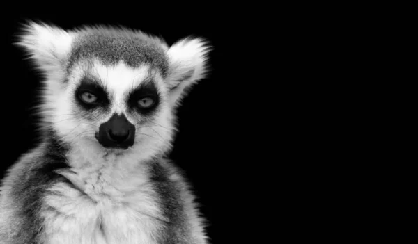 Černá Bílá Lemur Sedí Černém Pozadí — Stock fotografie