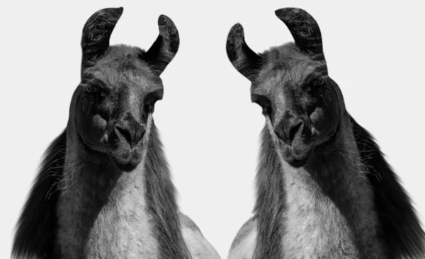 Dois Preto Llama Closeup Rosto Fundo Branco — Fotografia de Stock