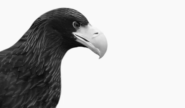 Increíble Cara Primer Plano Águila Negra Blanca —  Fotos de Stock
