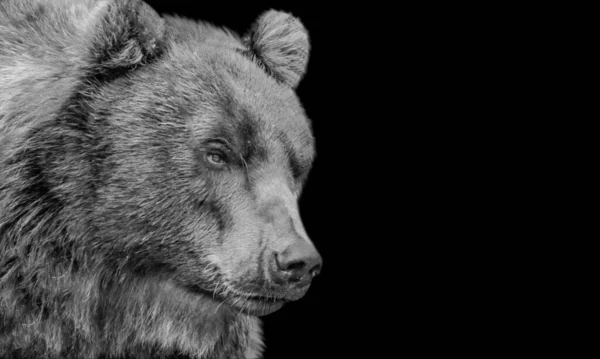 Tehlikeli Ağır Siyah ve Beyaz Ayı Yakın plan 