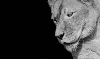 Siyah ve Beyaz Güzel Kadın Aslan Kapalı Yüzlü Siyah Arkaplanda