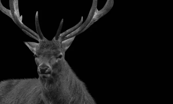 Long Antlers Mężczyzna Jeleń Siedzi Czarnym Tle — Zdjęcie stockowe