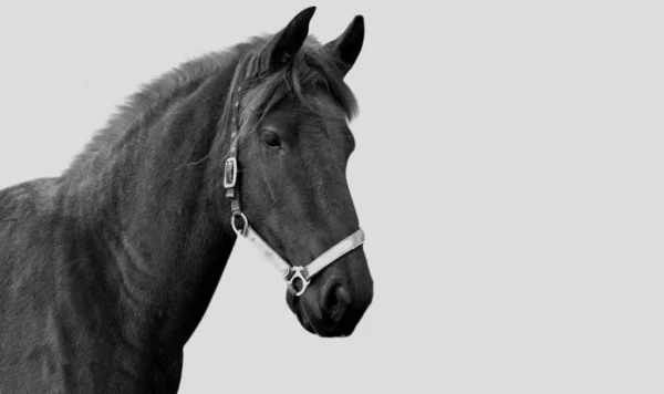 白い背景に美しい黒馬のクローズアップ顔 — ストック写真