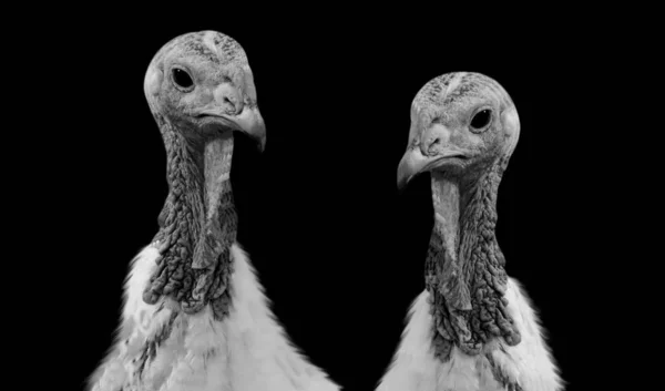 Dos Peligrosos Pavo Blanco Negro Aves Primeros Planos —  Fotos de Stock