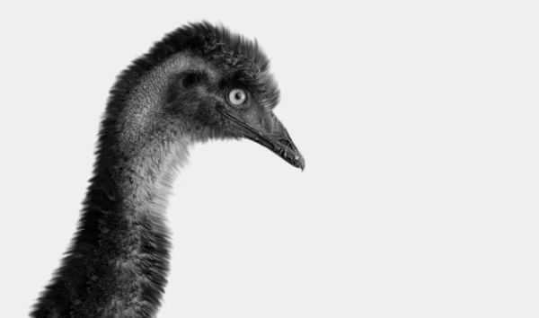 Negro Emu Pájaro Primer Plano Fondo Blanco —  Fotos de Stock