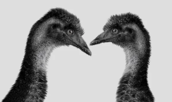 Két Aranyos Emu Birds Közel Egymáshoz Fehér Háttér — Stock Fotó