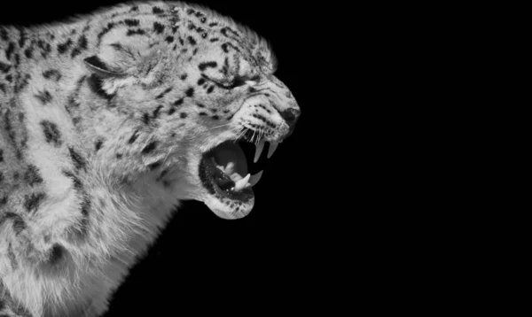 Guépard Colère Rugissant Visage Dans Fond Noir — Photo