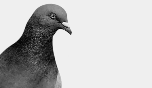 白色背景 中美丽的黑白鸽脸 — 图库照片