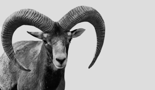 Big Horn Mouflon นอย ในพ นหล ขาว — ภาพถ่ายสต็อก