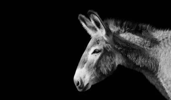 Burro Blanco Negro Aislado Fondo Negro — Foto de Stock