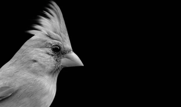 Aranyos Kis Északi Bíboros Bird Closeup Face — Stock Fotó