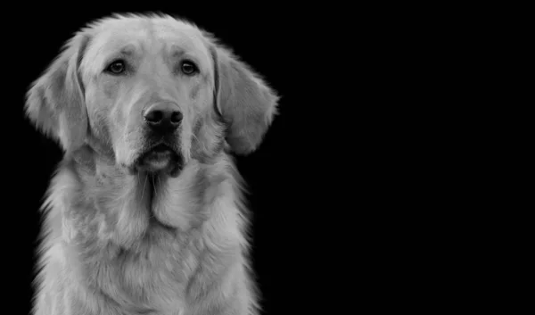 黒と白かわいいハッピー犬の閉鎖顔で黒の背景 — ストック写真
