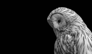 Siyah Arkaplanda Sevimli Üzgün Ural Baykuş Surat