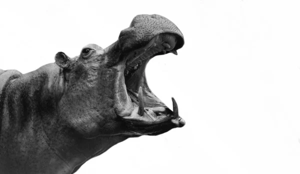 Arg Farlig Flodhäst Närbild Ansikte Den Vita Bakgrunden — Stockfoto