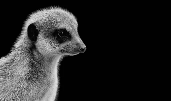 Schattig Meerkat Close Gezicht Zwarte Achtergrond — Stockfoto