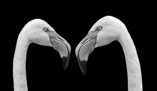 Dva Dlouhý Krk Bílý Plamen Pták Tvář Černém Pozadí — Stock fotografie