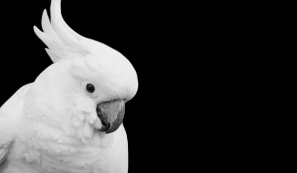 Красивий Білий Папуга Крупним Планом Чорному Тлі — стокове фото