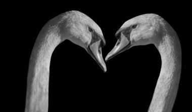 Siyah Arkaplanda İki Güzel Çift Kuğu Surat