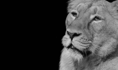 Harika ve Güzel Aslan Surat Siyah Arkaplanda