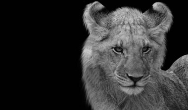 Siyah ve beyaz şirin aslan yavrusu siyah arka planda yavru yüz