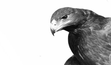 Kızgın Kartal Beyaz Arkaplanda Saldırı Konumu