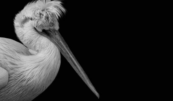 Schöne Lange Haare Pelikan Gesicht Schwarzen Hintergrund — Stockfoto