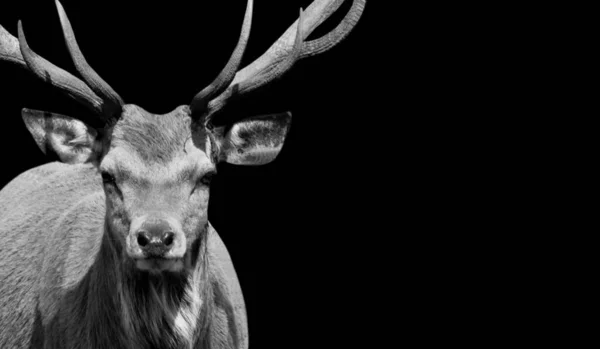 黑色背景中的肖像鹿脸 — 图库照片