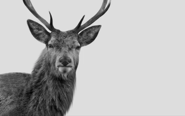 Cara Ciervo Hermosa Blanco Negro Fondo Blanco — Foto de Stock