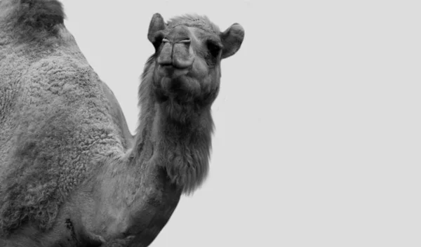 Grande Camelo Bactriano Olhando Para Cima Fundo Branco — Fotografia de Stock