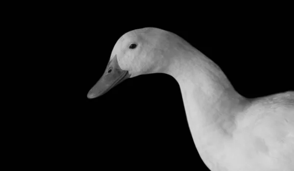 Mignon Blanc Canard Gros Plan Visage Dans Noir Fond — Photo