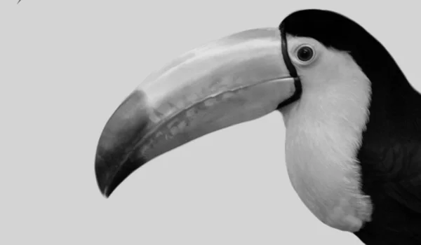 Vacker Keel Billed Toucan Närbild Ansikte Den Vita Bakgrunden — Stockfoto