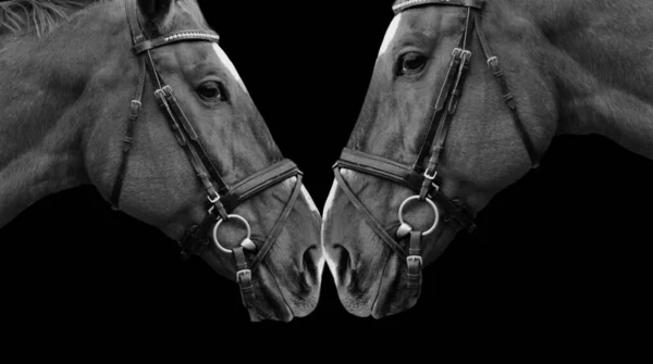 Dos Negro Blanco Caballo Primer Plano Cara Negro Fondo —  Fotos de Stock