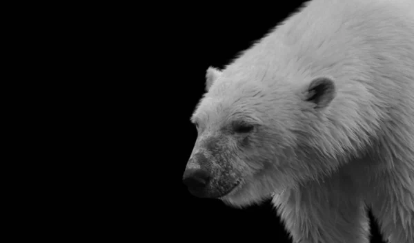 Big Heavy White Polar Bear Black Background — Stock Photo, Image