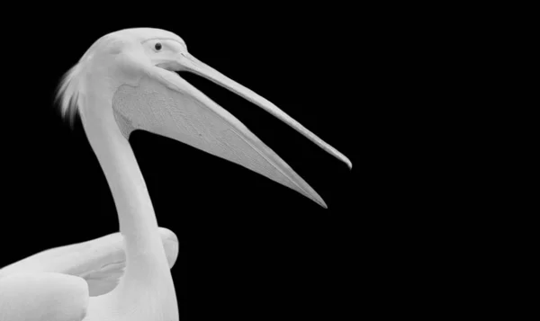 黒の背景に大きな白いペリカン鳥 — ストック写真