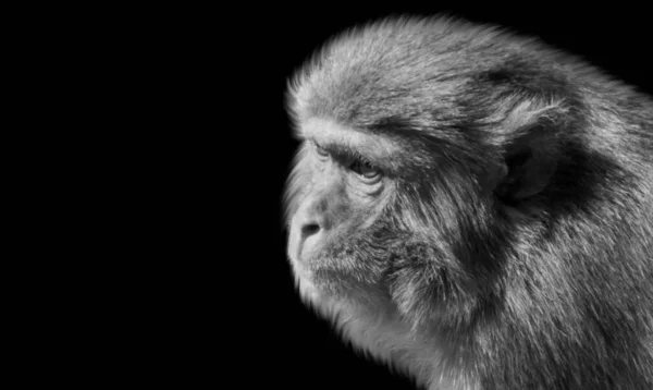 Μαύρο Και Άσπρο Μαϊμού Closeup Στο Μαύρο Φόντο — Φωτογραφία Αρχείου
