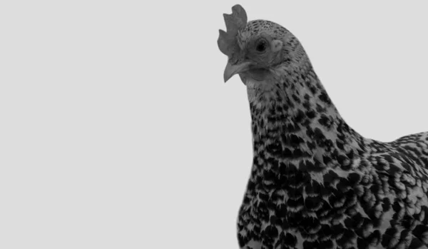 Bella Gallina Maculata Sullo Sfondo Bianco — Foto Stock