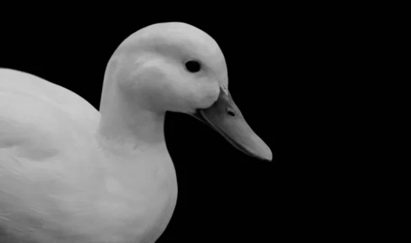 Mignon Belle Blanc Canard Dans Noir Fond — Photo