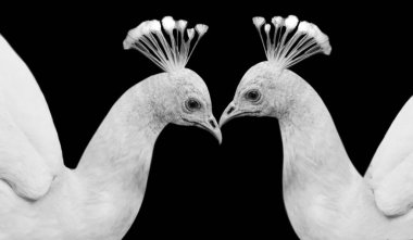 Siyah Arkaplanda Güzel Beyaz Tavuskuşu