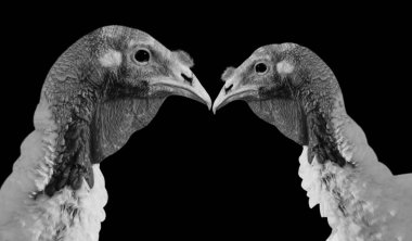 Siyah Arkaplanda İki Türk Kuş Portresi