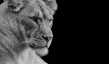 Siyah Arkaplanda Saldırgan Aslan Kapanışı