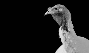 Siyah Arkaplanda Tehlikeli Hindi Kuşu