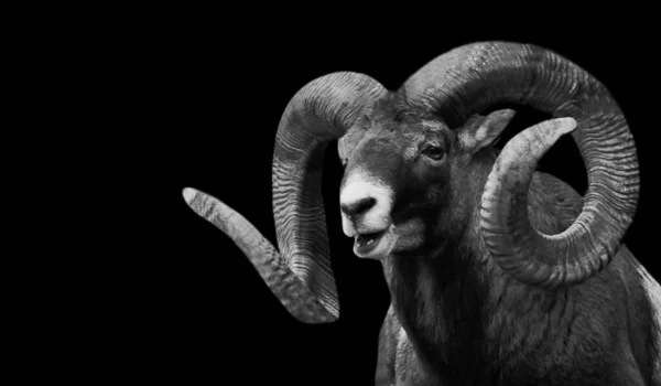 黒の背景に大きな角のムフロンの羊 — ストック写真