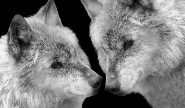 Två Par Wolf Närbild Den Svarta Bakgrunden — Stockfoto