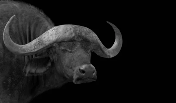 Grote Hoorn Boos Buffel Zwarte Achtergrond — Stockfoto