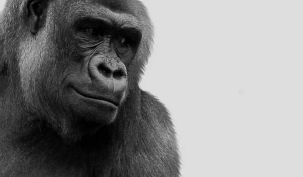 Zwarte Gorilla Glimlachen Witte Achtergrond — Stockfoto