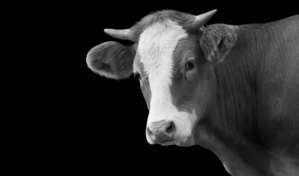 可爱的黑白相间的奶牛在黑色背景中被隔离 — 图库照片