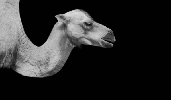 Camel Noir Blanc Dans Fond Noir — Photo