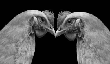 Siyah Arkaplanda İki Tavuğun Yakın Çekimi