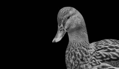Şirin Siyah-Beyaz Ördek Kapanış Yüzü